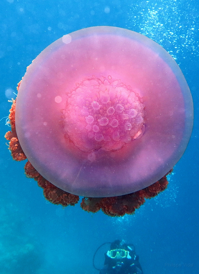 IMG_0892rf_Maldives_Madoogali_Plongee 9_House reef north_Meduse.jpg